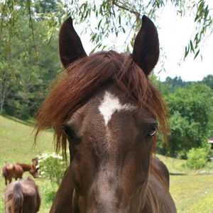 Meet your Posher, Madison